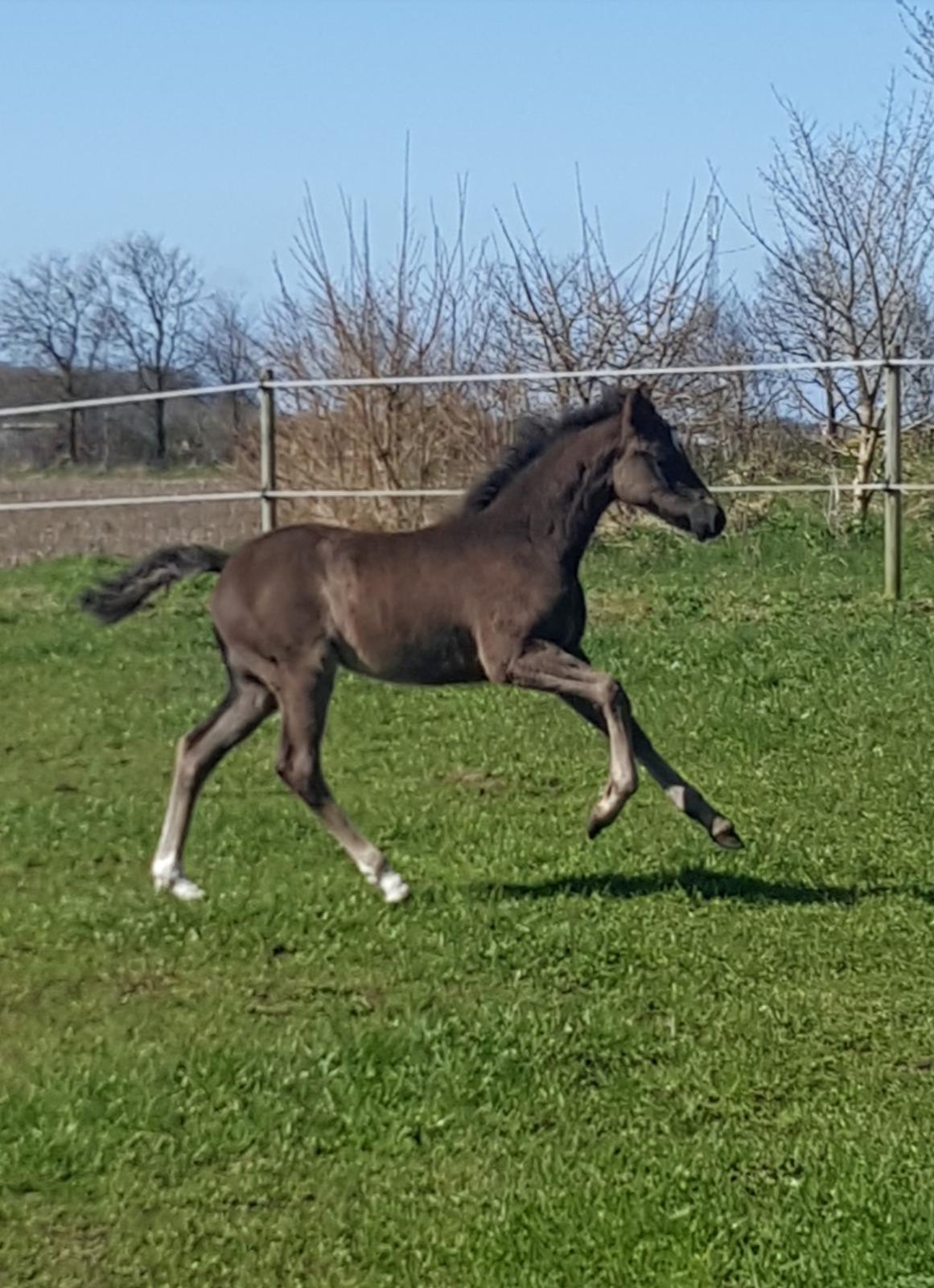 Welsh Partbred (Sec F) Struntze's Great Pleasure RSDH 784 - En dejlig solskins dag med fart over feltet  billede 6