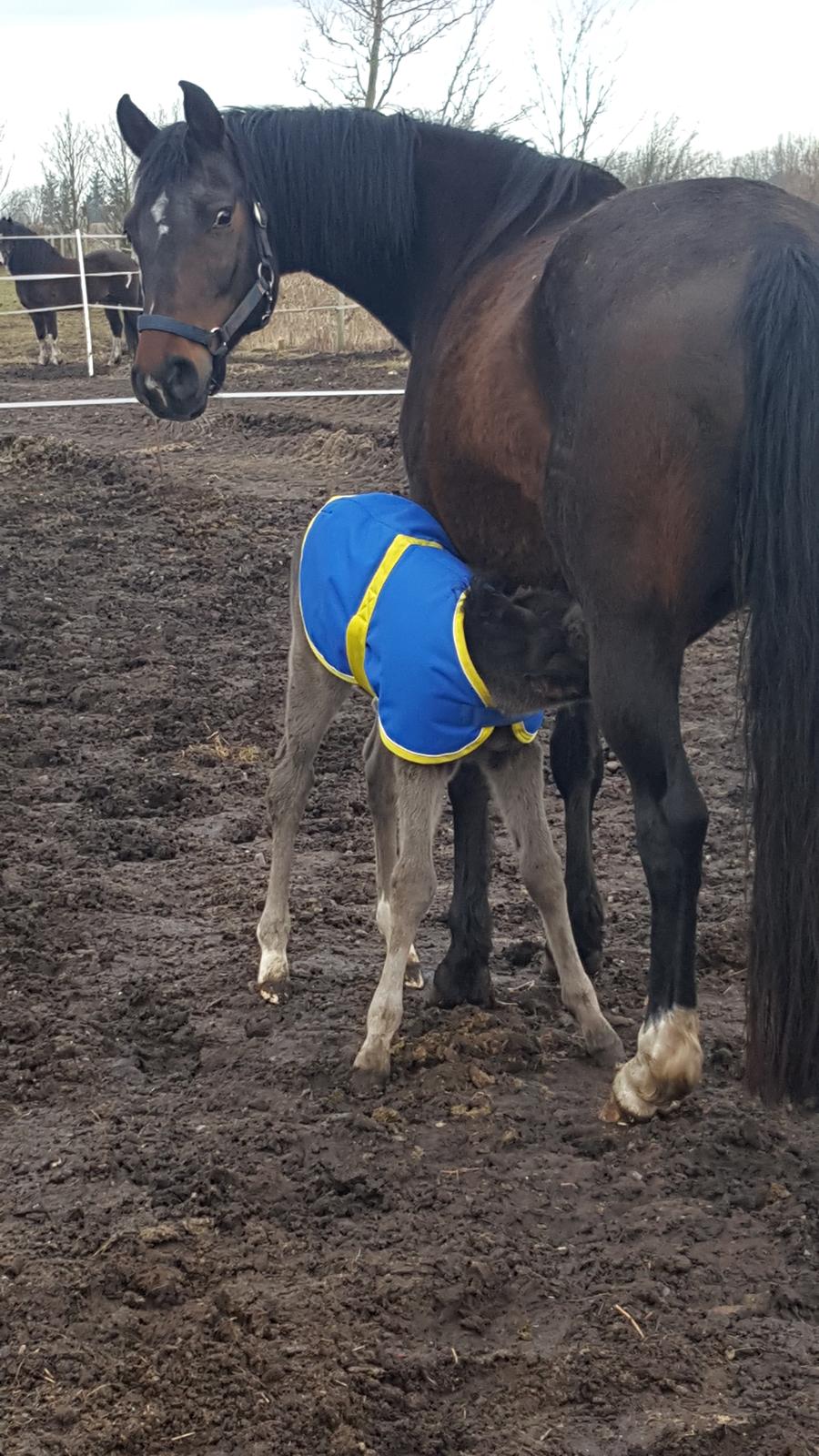 Welsh Partbred (Sec F) Struntze's Great Pleasure RSDH 784 billede 38