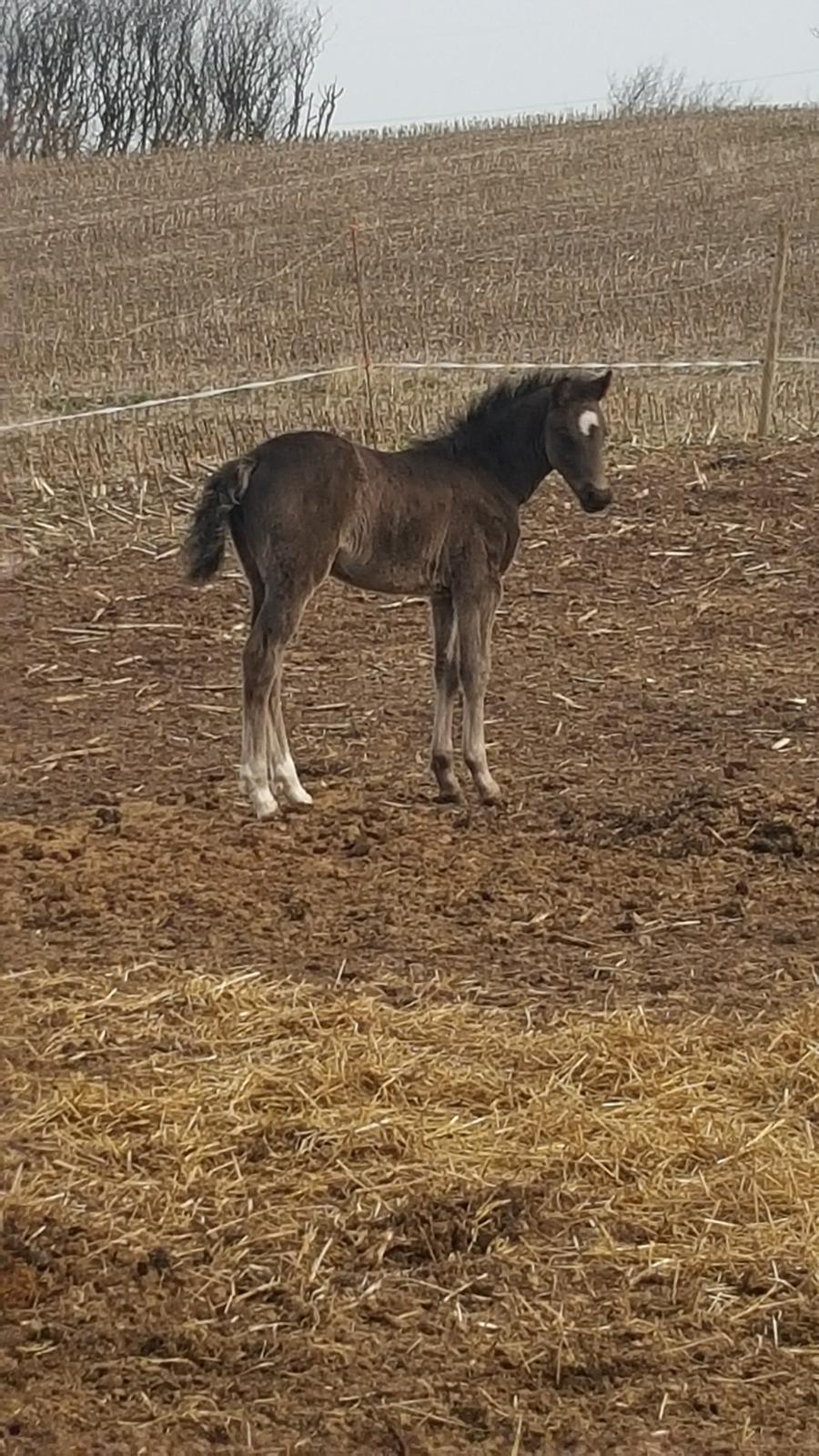 Welsh Partbred (Sec F) Struntze's Great Pleasure RSDH 784 billede 41