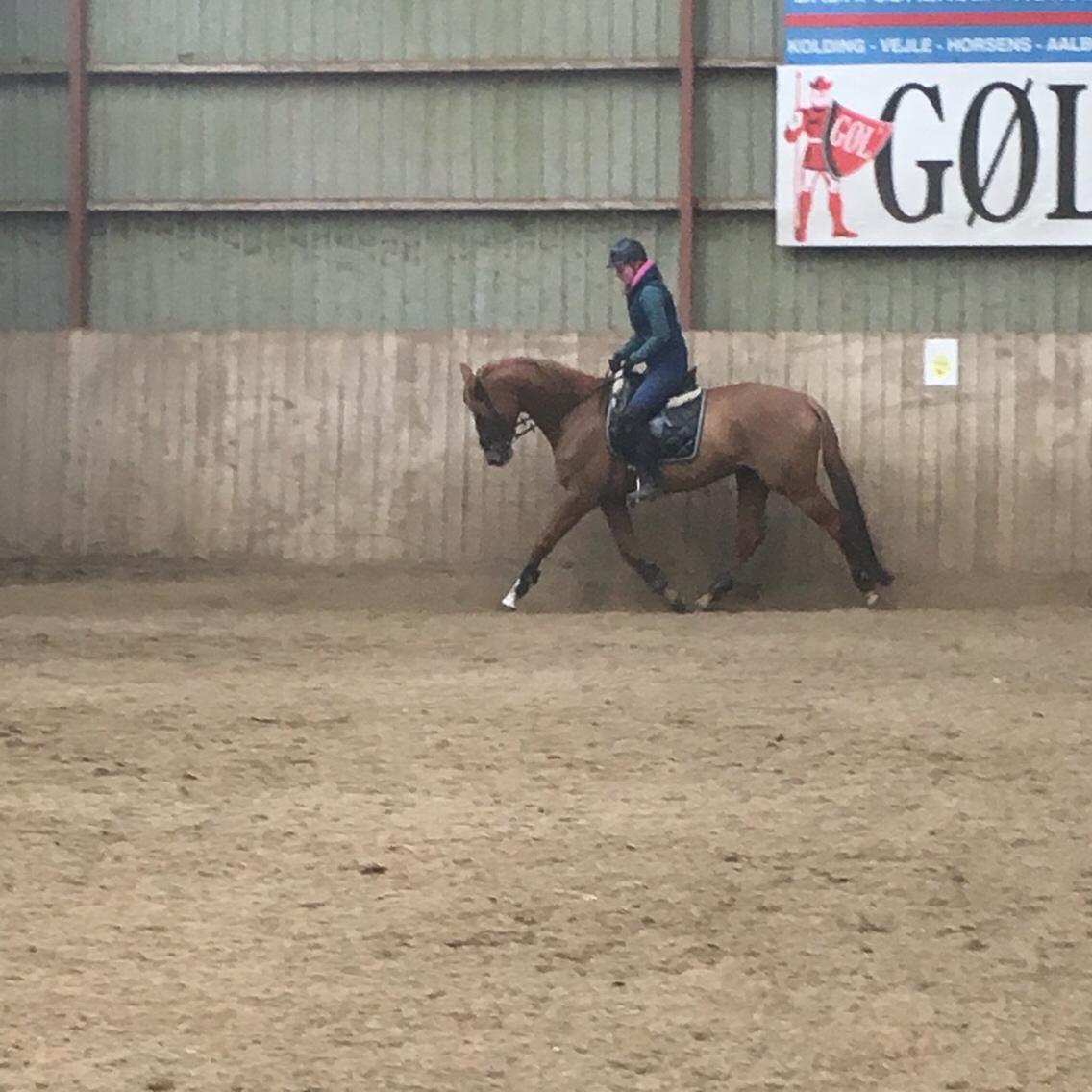 Anden særlig race Silvia billede 7