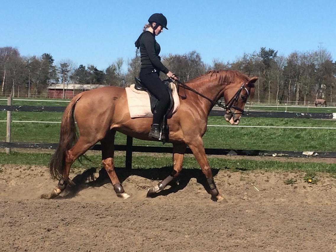 Anden særlig race Silvia billede 4