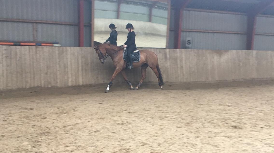 Anden særlig race Silvia billede 9