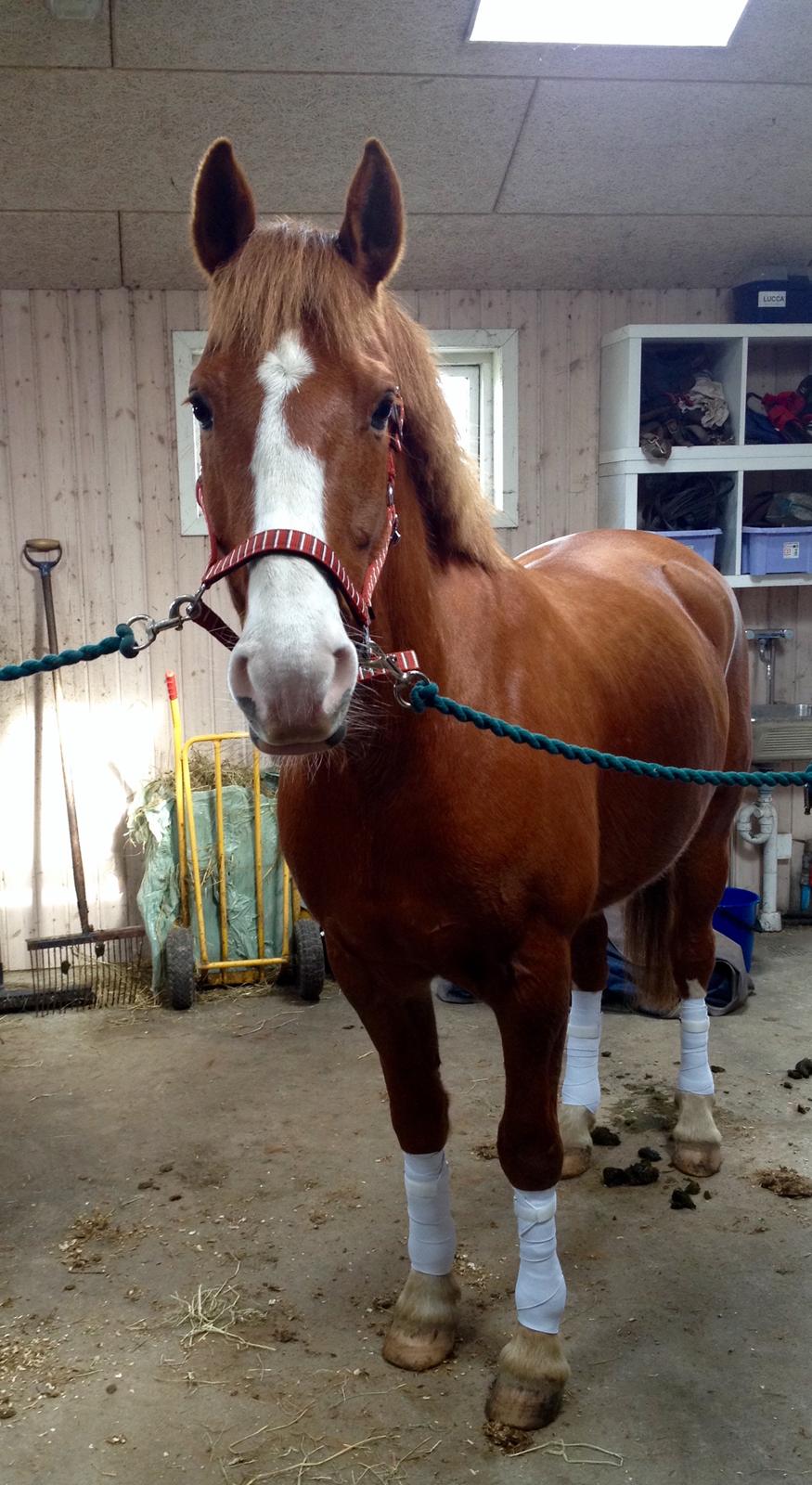 Anden særlig race Milando - Inden det første stævne sammen❤️ billede 14