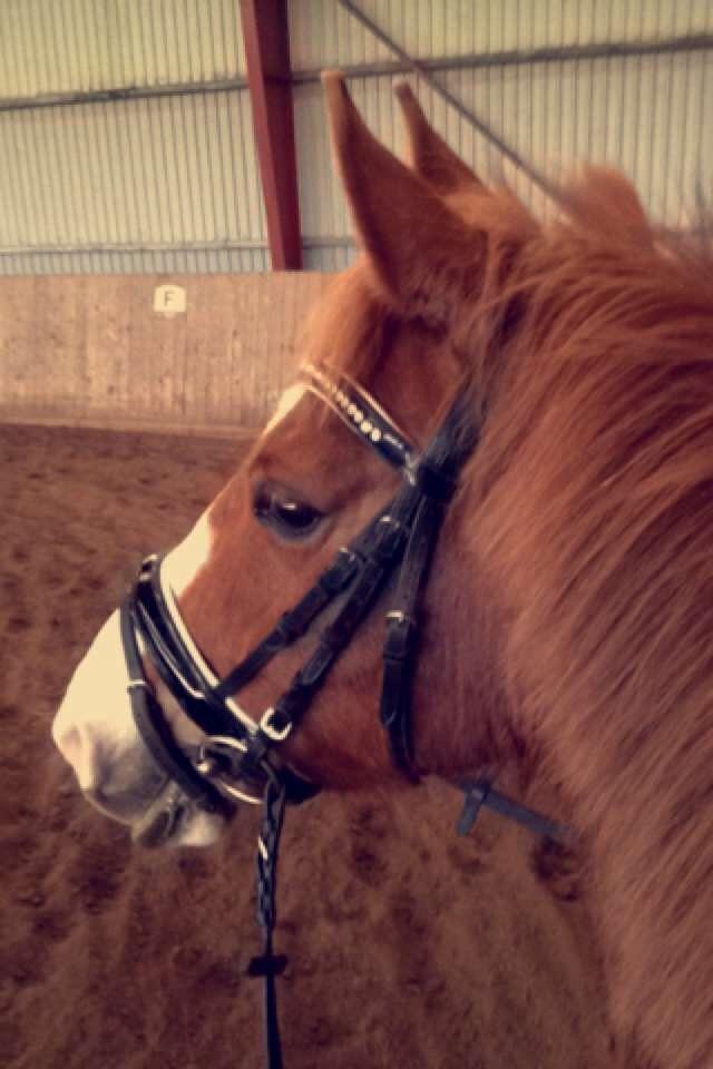 Anden særlig race Milando - Smukke Milando❤️ billede 13