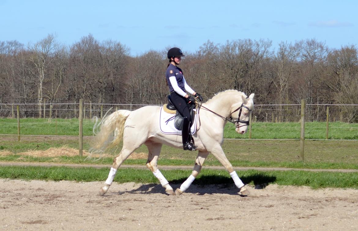 Palomino Stensgaardens cavanoux (EU Hingst) billede 50