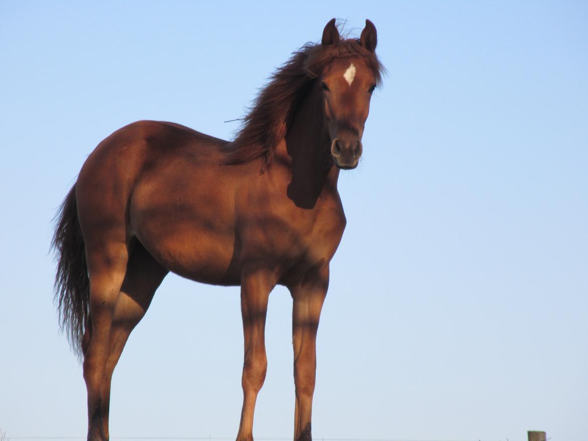 Arabisk fuldblod (OX) Emira bint Gharib ox *SOLGT* billede 19