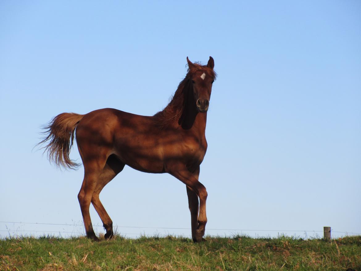 Arabisk fuldblod (OX) Emira bint Gharib ox *SOLGT* billede 18