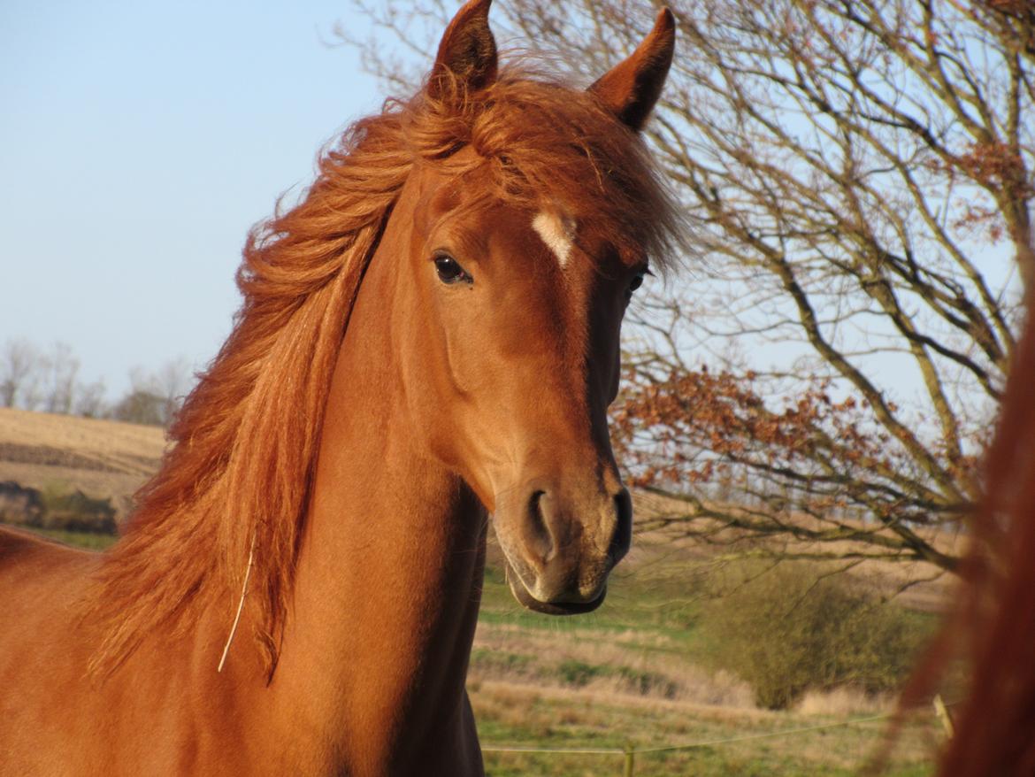 Arabisk fuldblod (OX) Emira bint Gharib ox *SOLGT* billede 17