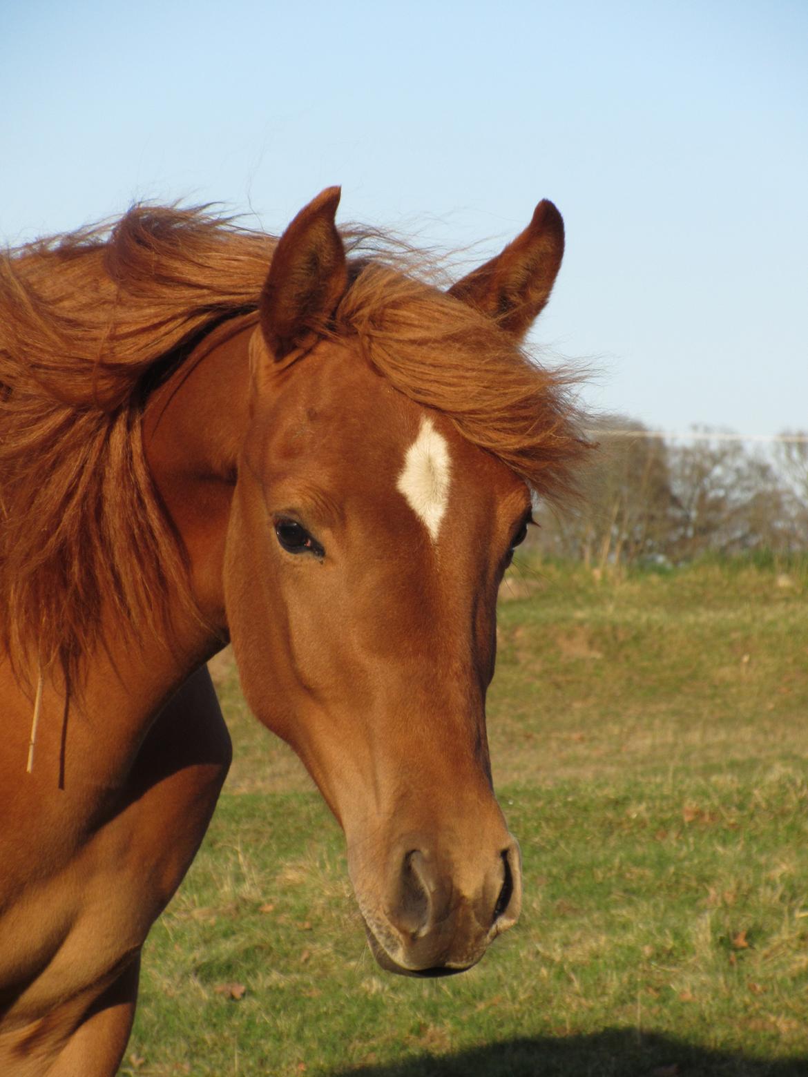 Arabisk fuldblod (OX) Emira bint Gharib ox *SOLGT* billede 22