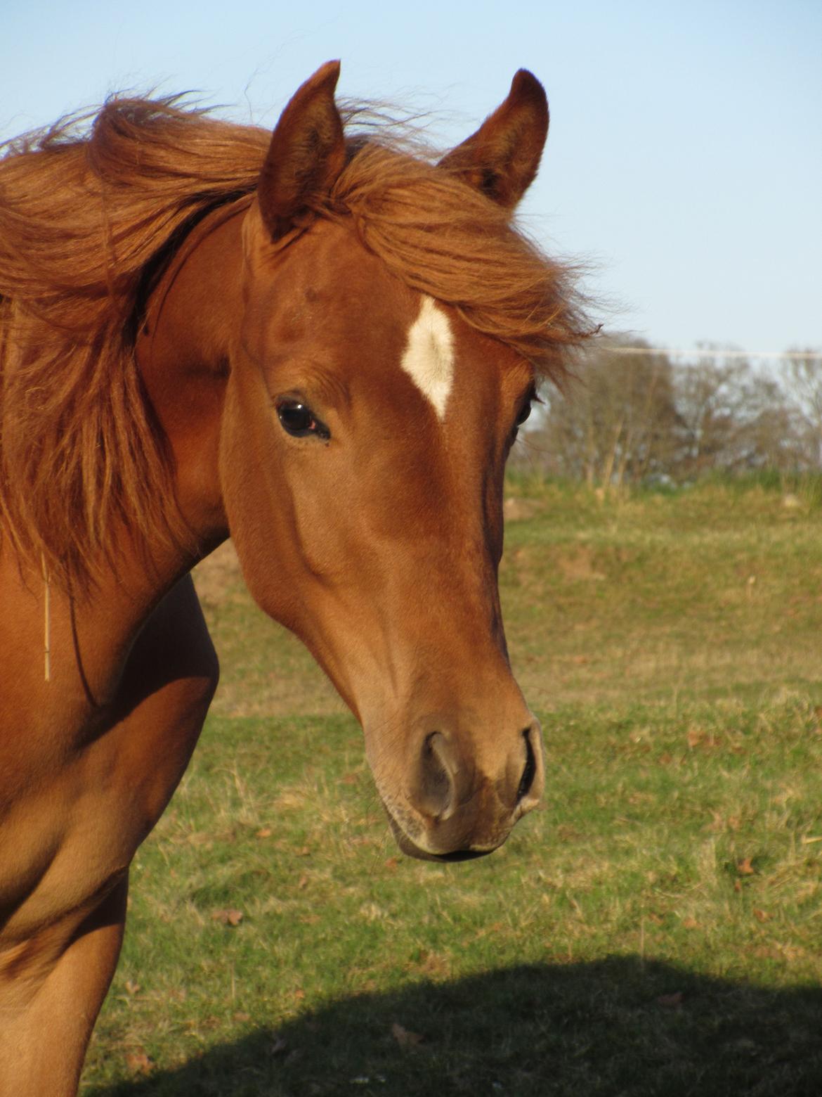 Arabisk fuldblod (OX) Emira bint Gharib ox *SOLGT* billede 21