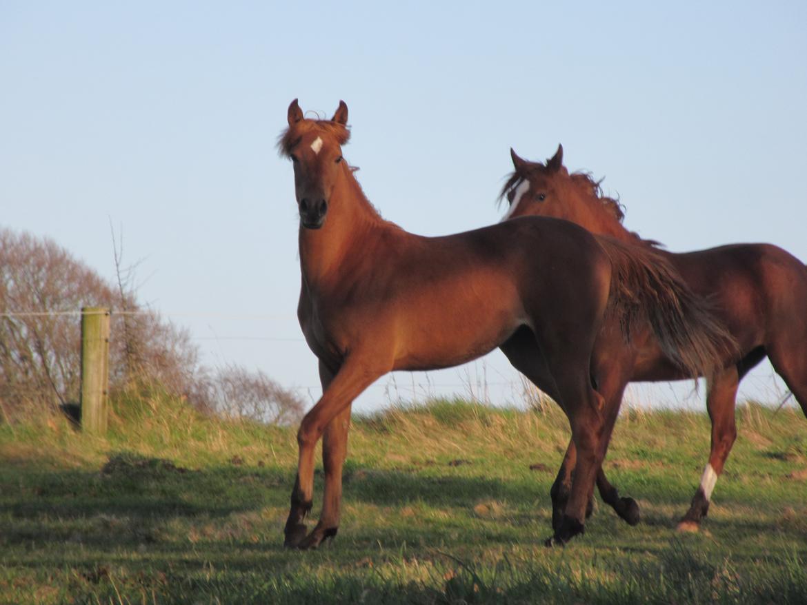 Arabisk fuldblod (OX) Emira bint Gharib ox *SOLGT* billede 20