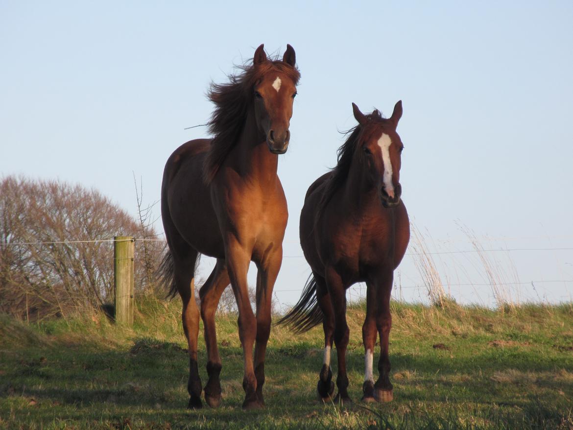 Arabisk fuldblod (OX) Emira bint Gharib ox *SOLGT* billede 25