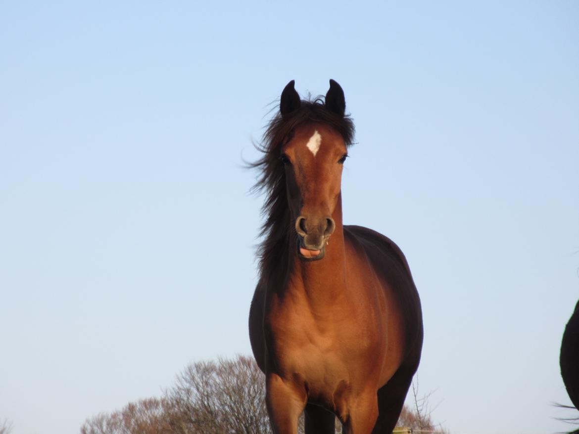 Arabisk fuldblod (OX) Emira bint Gharib ox *SOLGT* billede 24