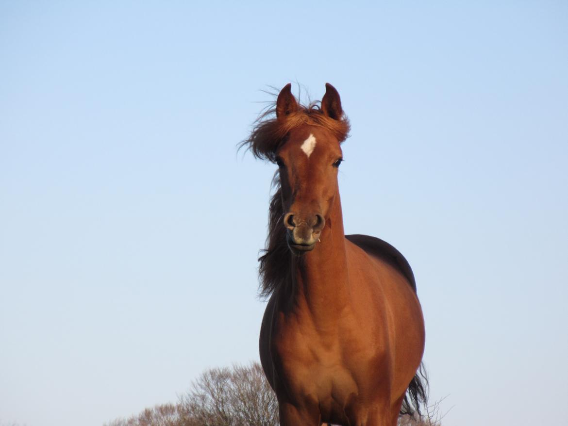 Arabisk fuldblod (OX) Emira bint Gharib ox *SOLGT* billede 23