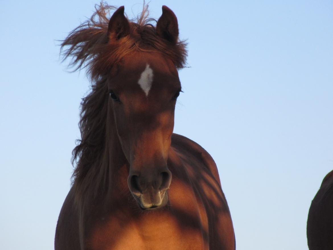 Arabisk fuldblod (OX) Emira bint Gharib ox *SOLGT* billede 16