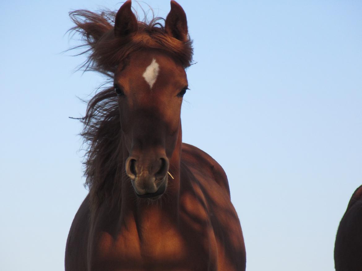 Arabisk fuldblod (OX) Emira bint Gharib ox *SOLGT* billede 11