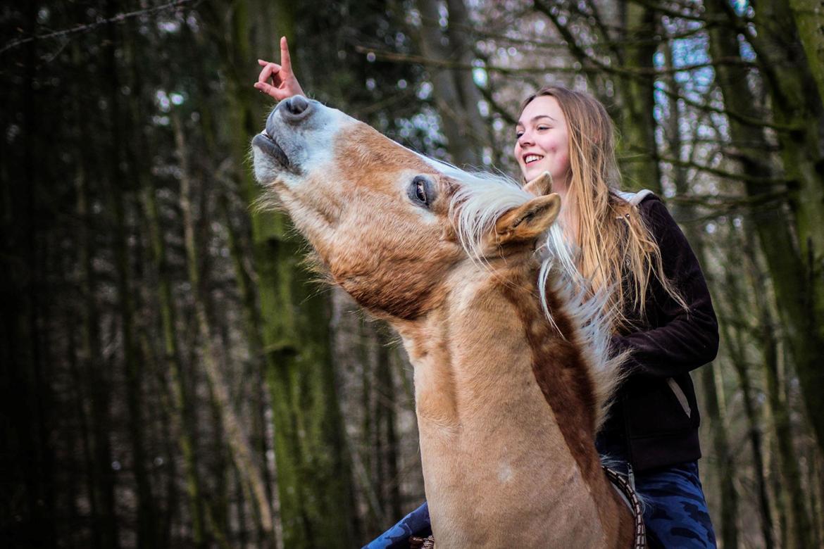 Haflinger Marko billede 1