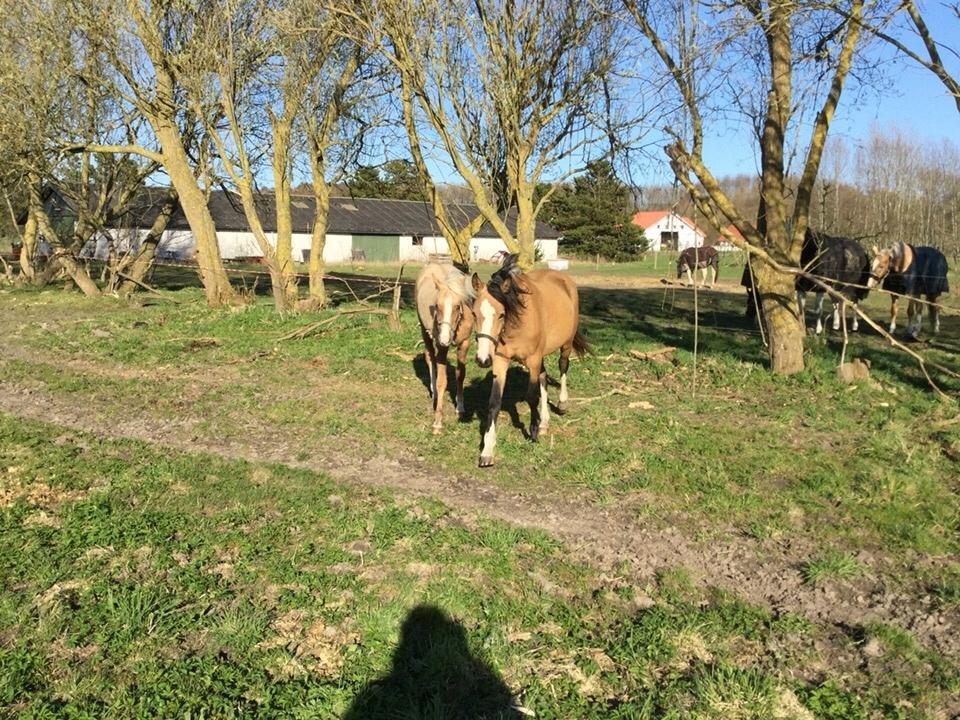 Anden særlig race Roosgårdens Cuba Caramel billede 1