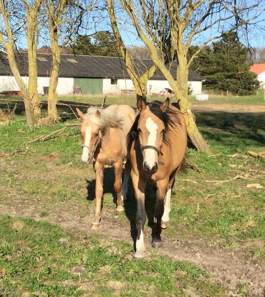 Anden særlig race Roosgårdens Cuba Caramel billede 2