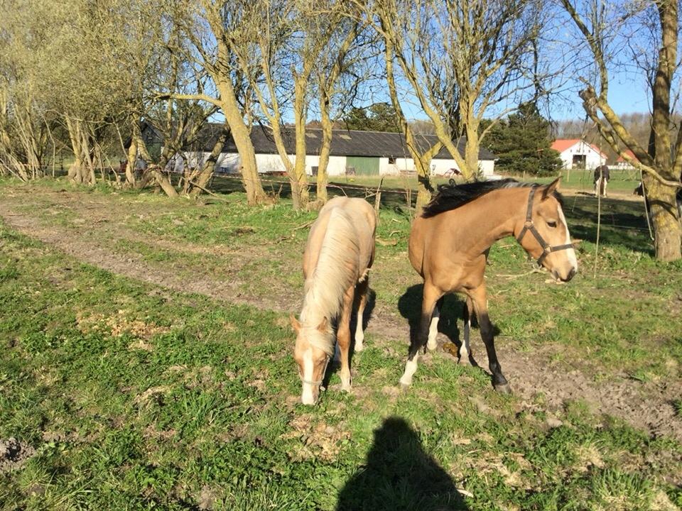Anden særlig race Roosgårdens Cuba Caramel billede 3
