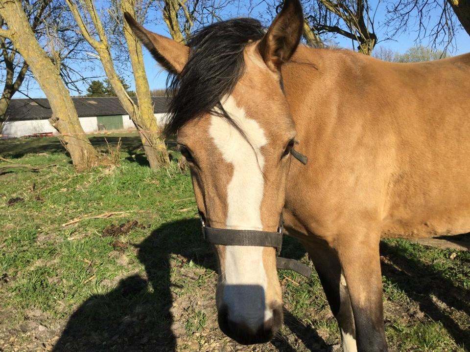 Anden særlig race Roosgårdens Cuba Caramel billede 4