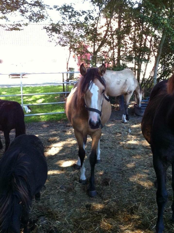Anden særlig race Roosgårdens Cuba Caramel billede 11
