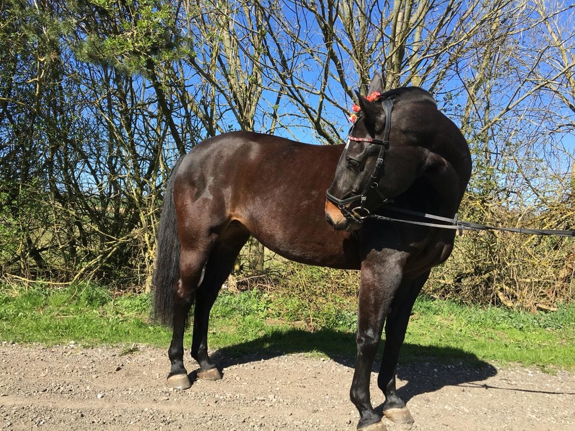 Oldenborg Brandsmarks dina billede 11