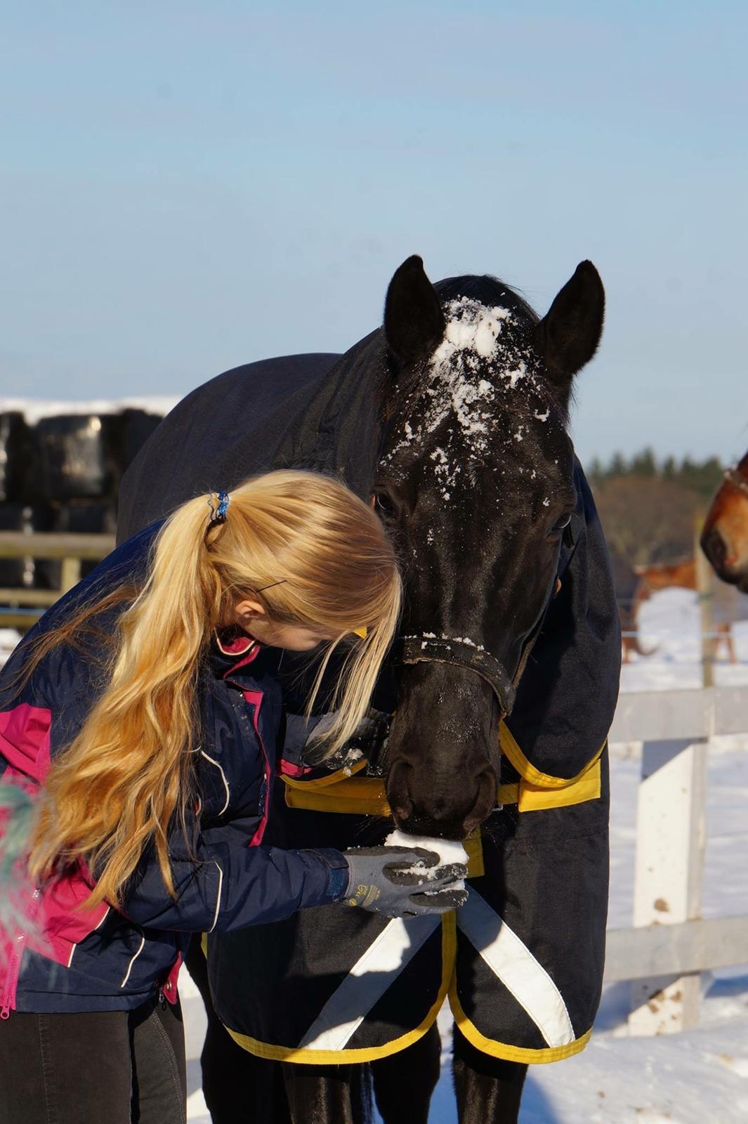 Dansk Varmblod Poppelgaardens Etalon billede 5