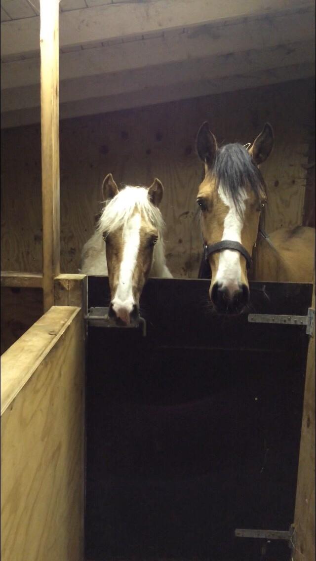 Anden særlig race Roosgårdens Cuba Caramel billede 5