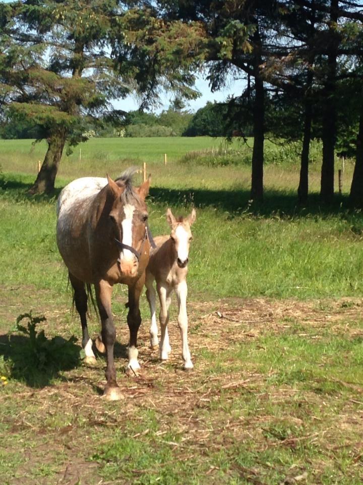Anden særlig race Roosgårdens Cuba Caramel billede 6