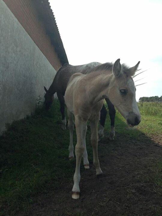 Anden særlig race Roosgårdens Cuba Caramel billede 7