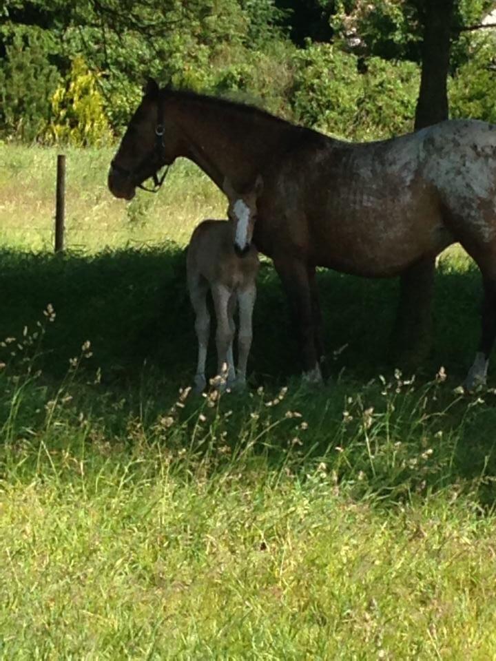 Anden særlig race Roosgårdens Cuba Caramel billede 8