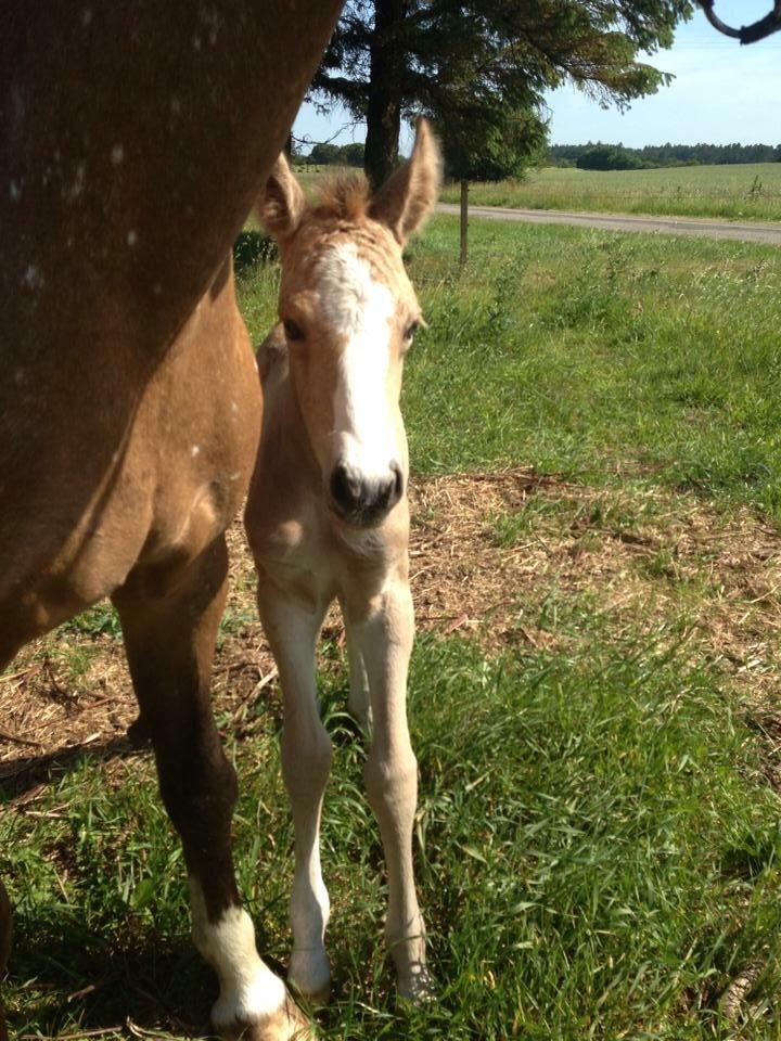 Anden særlig race Roosgårdens Cuba Caramel billede 9