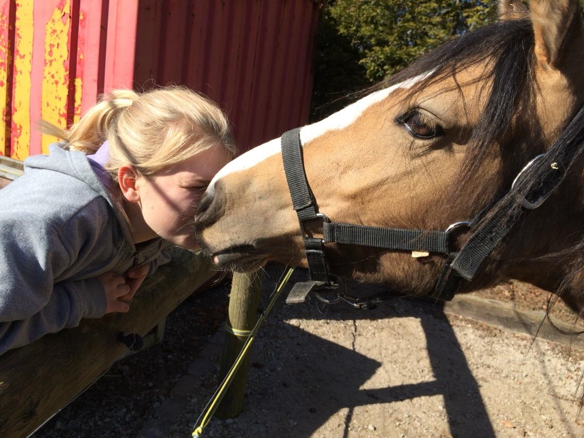 Anden særlig race Roosgårdens Cuba Caramel billede 10