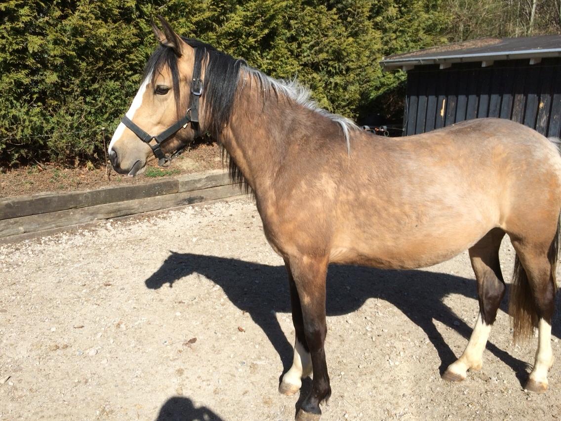 Anden særlig race Roosgårdens Cuba Caramel billede 14