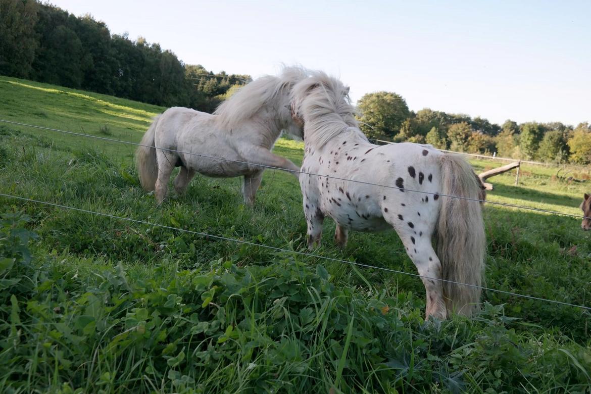 Anden særlig race Fritz billede 3