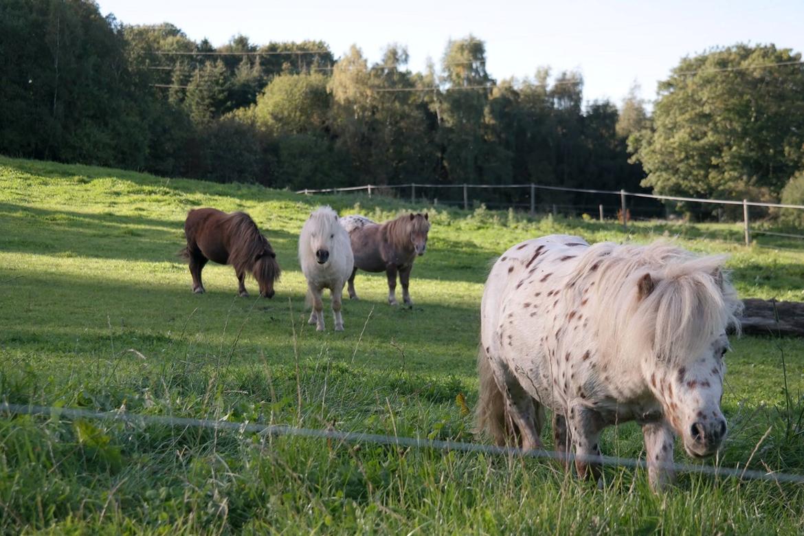 Anden særlig race Fritz billede 4