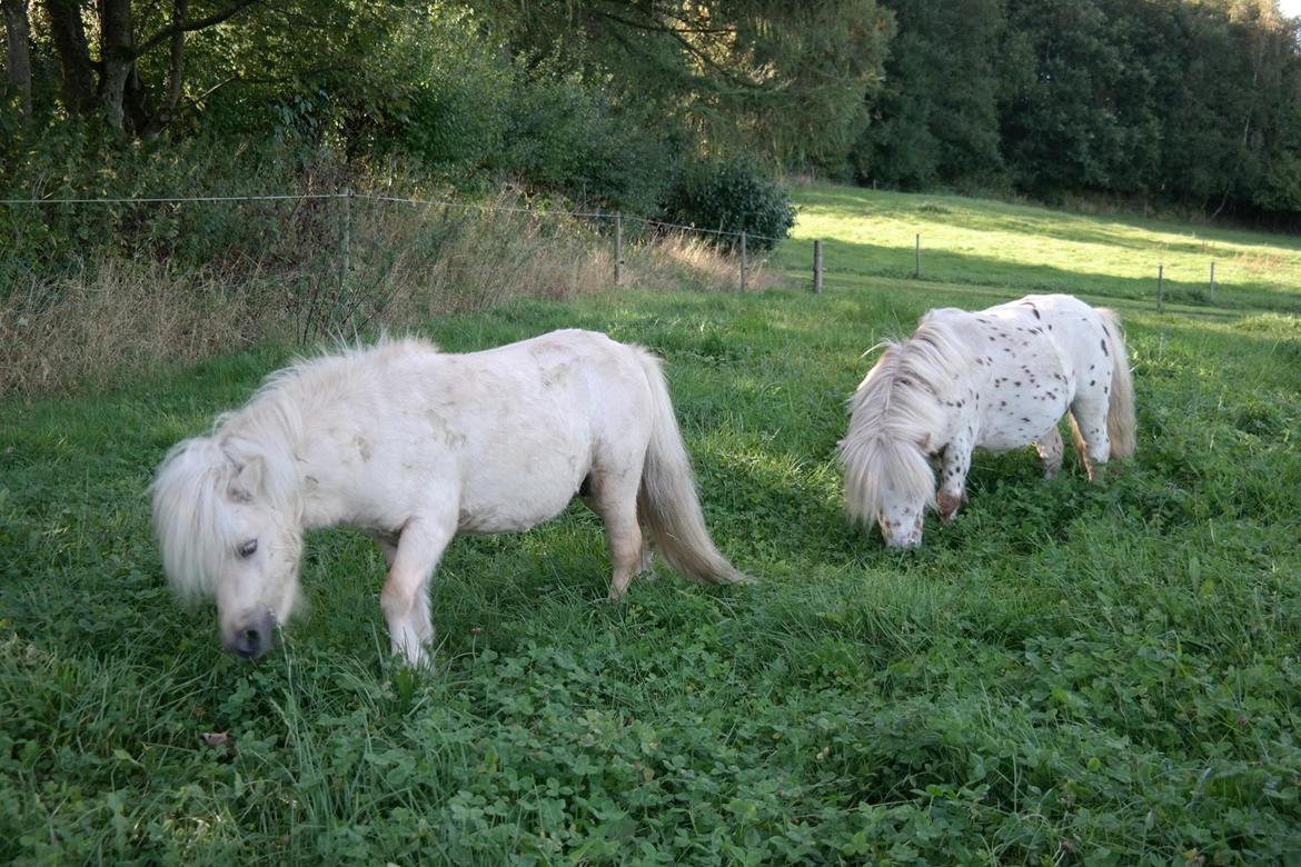Anden særlig race Fritz billede 5