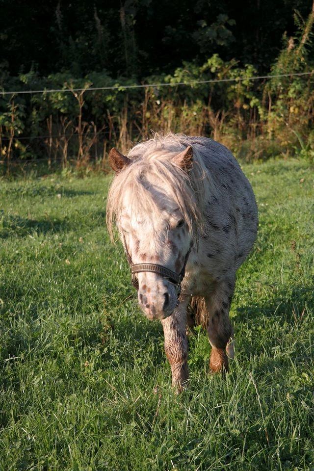 Anden særlig race Fritz - En våd Fritz. billede 7