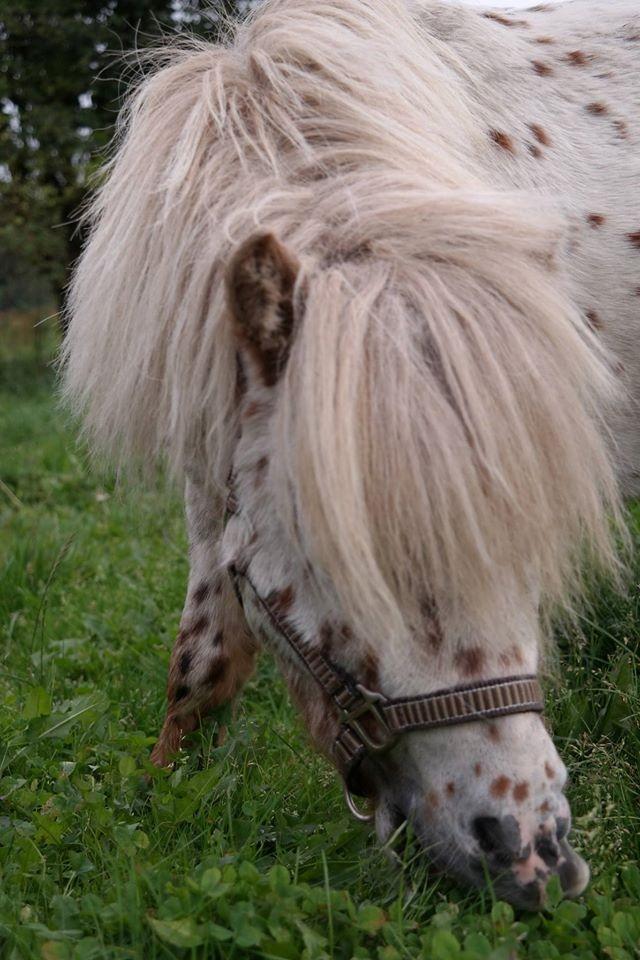 Anden særlig race Fritz billede 8