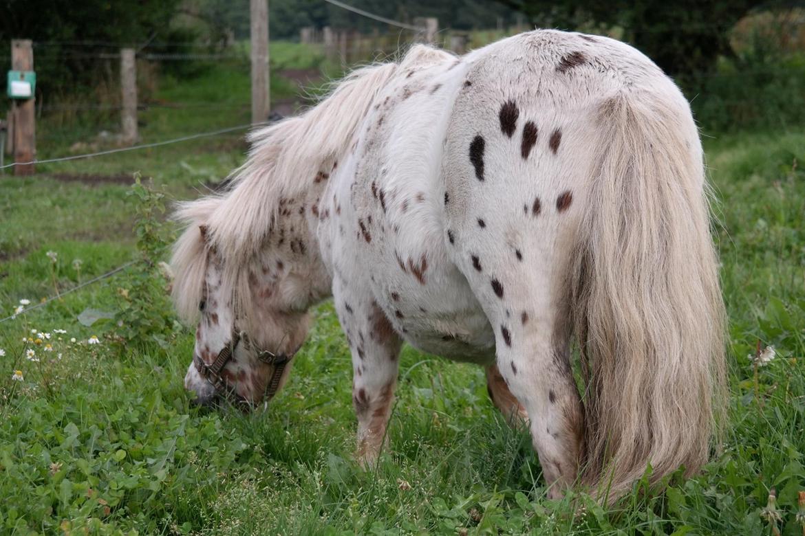 Anden særlig race Fritz billede 9