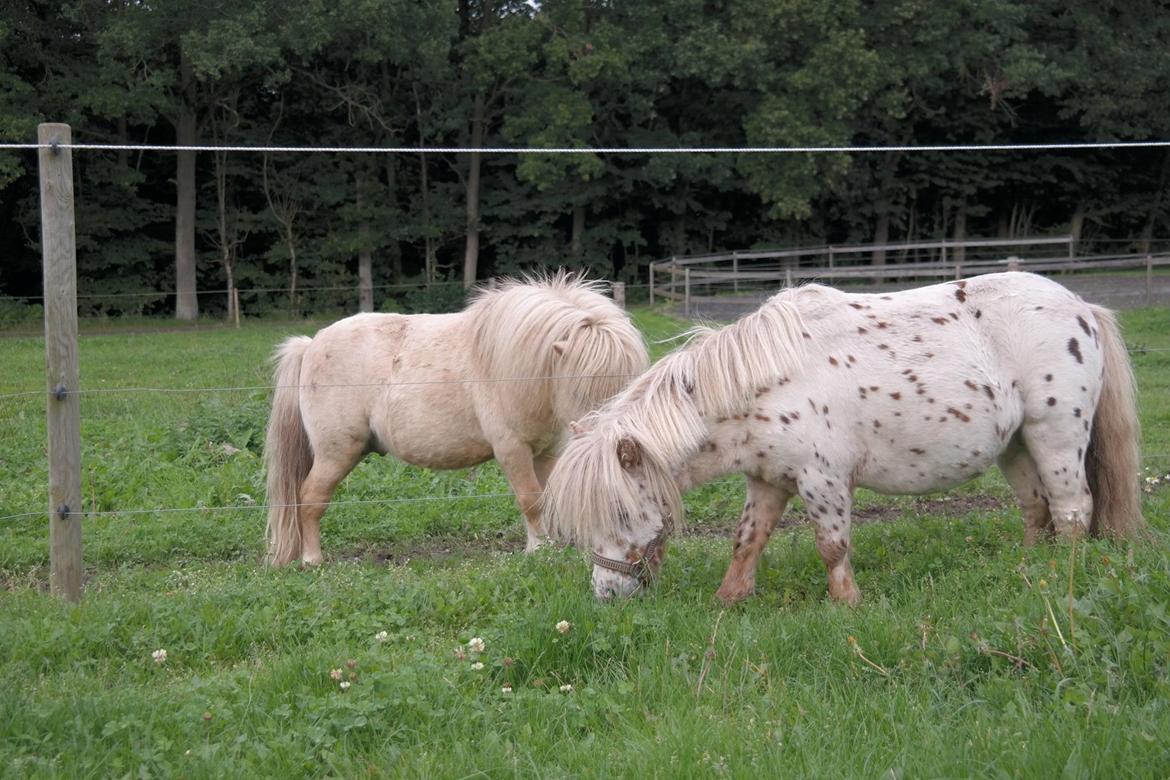 Anden særlig race Fritz billede 10