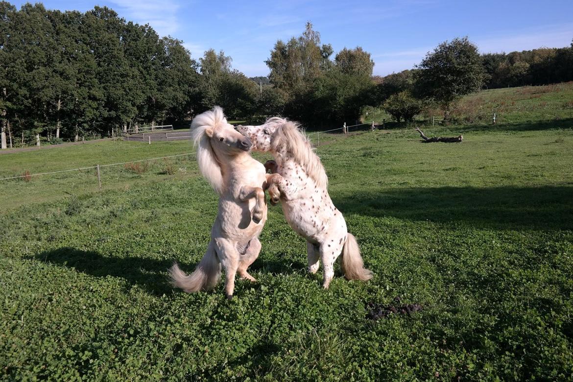Anden særlig race Fritz billede 1