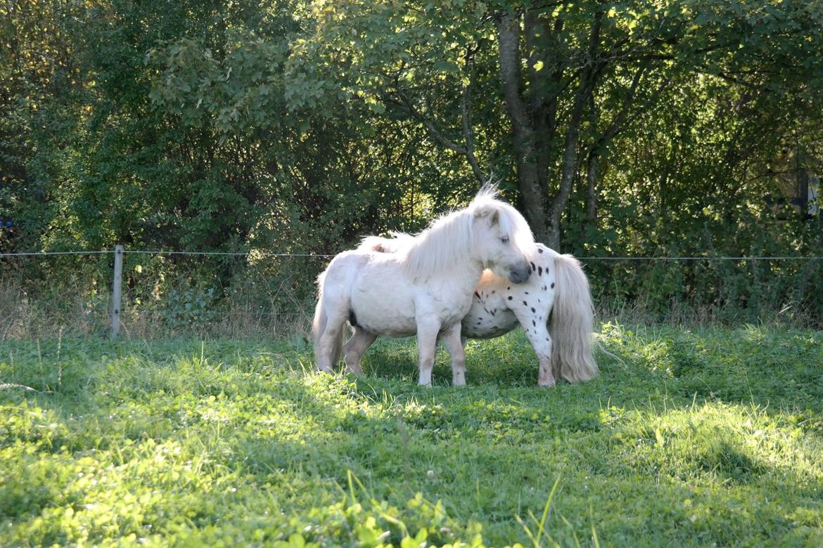 Anden særlig race Fritz - Selvom man ikke kan se meget af Fritz på dette billede, kan man dog dels se hans smukke hale og fornemme hans milde sociale sind. billede 6