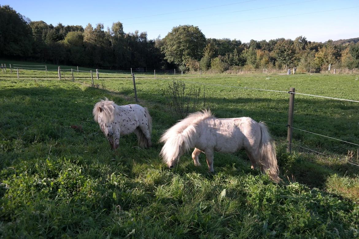 Anden særlig race Fritz billede 11