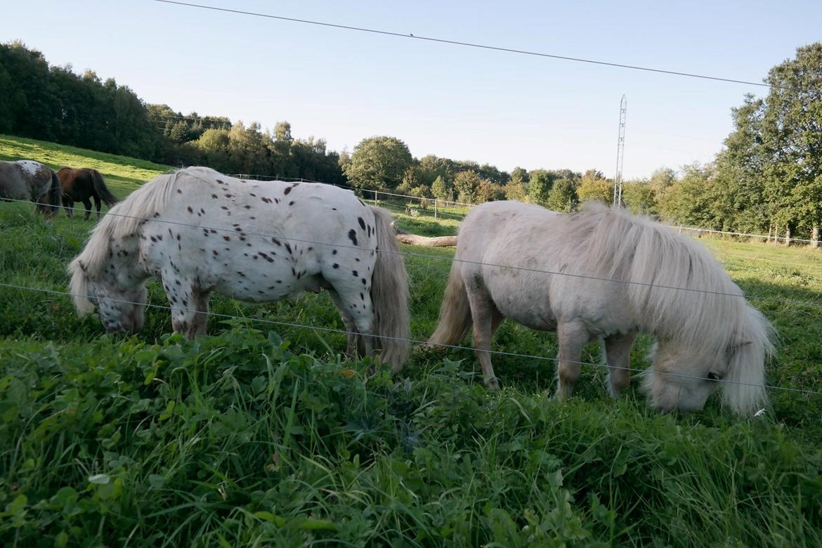 Anden særlig race Fritz billede 12