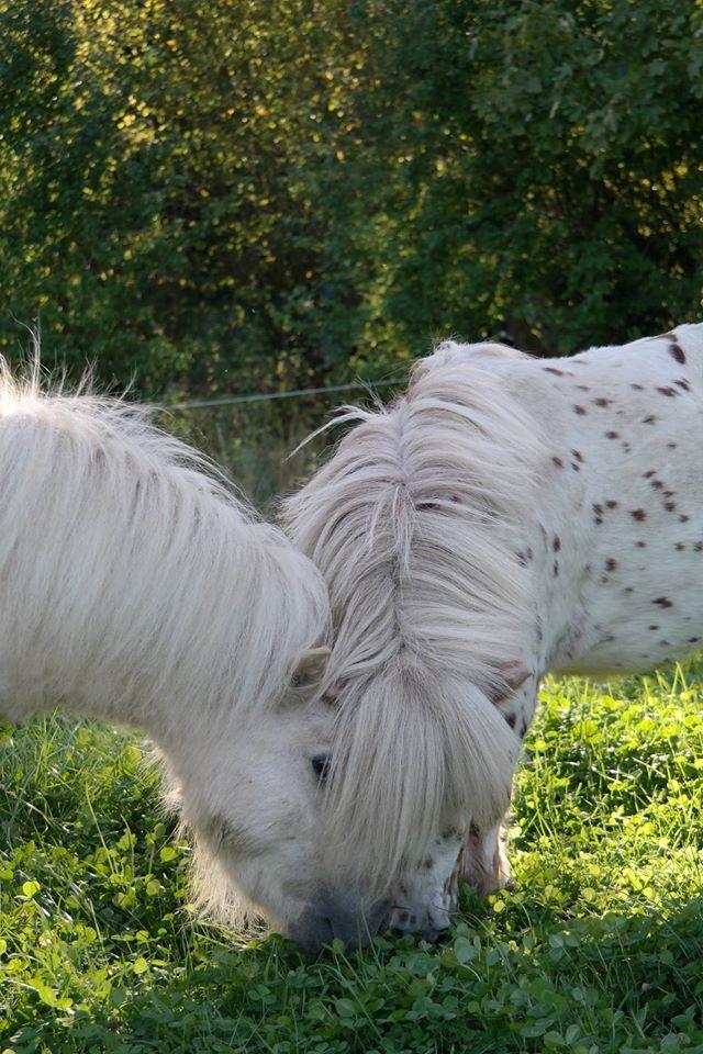 Anden særlig race Fritz billede 2