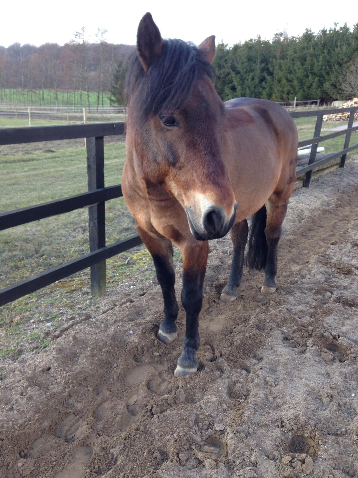 Connemara Perrys Triton (himmelhest) billede 7
