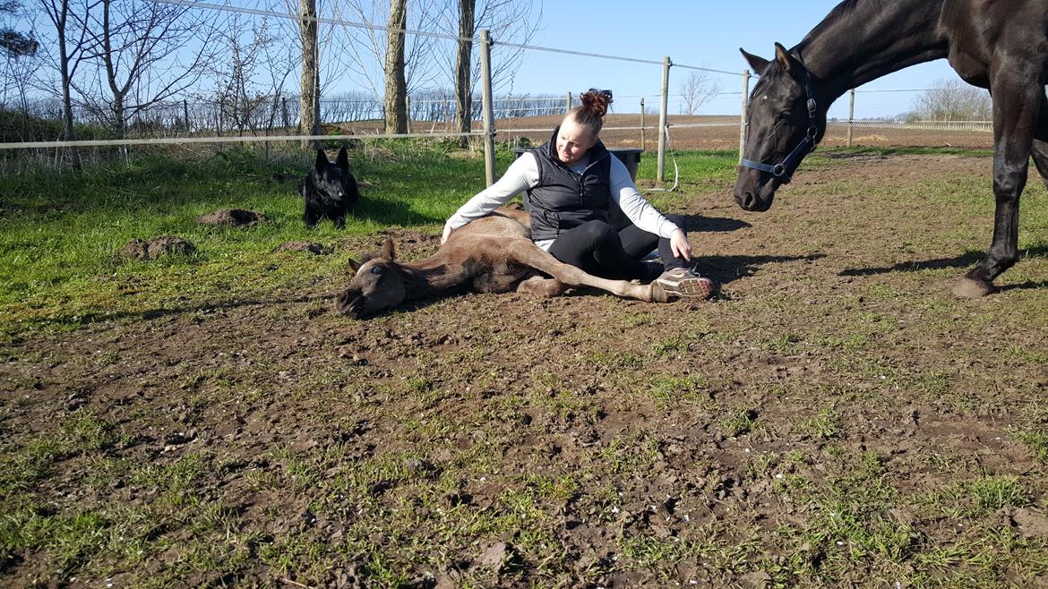 Welsh Partbred (Sec F) Struntze's Great Pleasure RSDH 784 billede 11