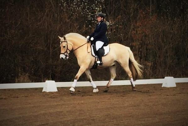 Fjordhest Højgaards Hjalte - Fjordhestestævne Hjallerup 16.04.16 billede 19
